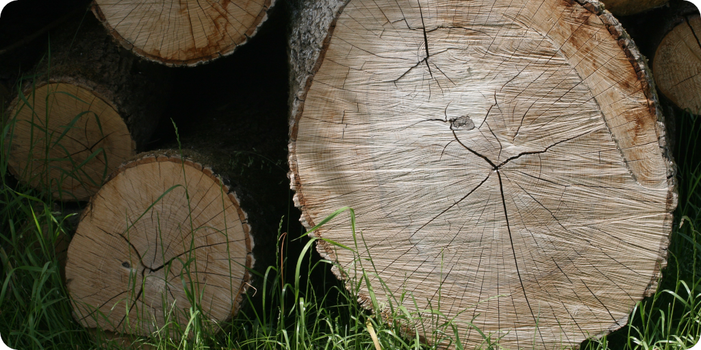 Holz / Forstwirtschaft