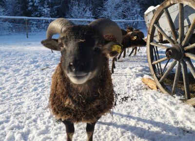 IMG202212181353281712693496