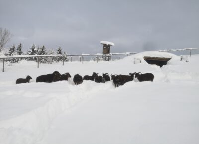 IMG202312031354461712693949