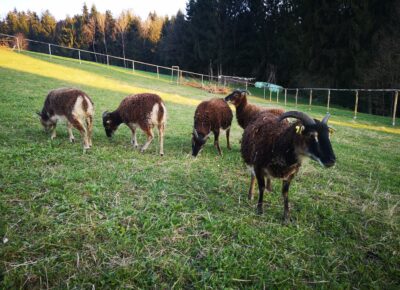 IMG202304061858401760880428